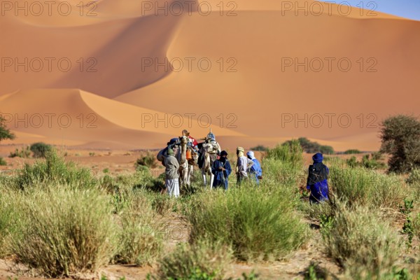 Group of people and camels standing in sandy desert landscape with vegetation, Tuareg with his