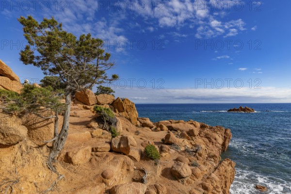 Coastal landscape with bizarre red rocks and gnarled trees with a view of the sea in the sunshine,