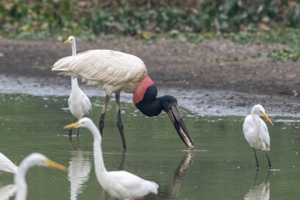 Jabiru (Jabiru mycteria), catching a fish, Pantanal, inland, wetland, UNESCO Biosphere Reserve,