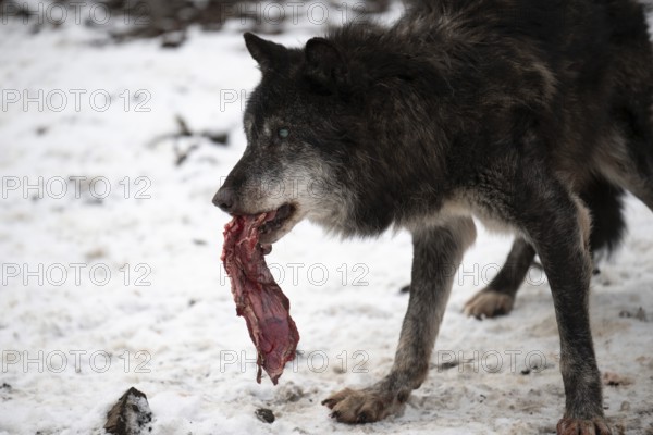 Laura Dick Pelm, Kasselburg, Rhineland-Palatinate, Timberwolves, wolf feeding on 04.01.2025 in the