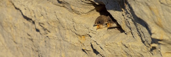 Sand martin, sand martins, (Riparia riparia) animals, birds, swallows, feeding. of young birds,