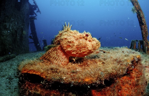 Scorpionfish on shipwreck, Scorpaena plumieri mystes, Mexico, Lake Cortez, Lower California, La