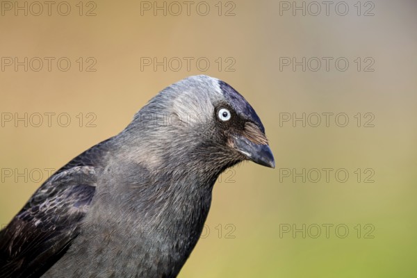 Jackdaw, (Corvus monedula), portrait, rook, family of corvids, raven, Wadi Darbat, Salalah,