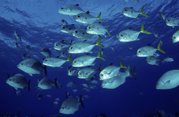 Bigeye jack mackerel, Bigeye jack mackerel, Caranx latus, Bahamas, Caribbean Sea, Caribbean, Grand