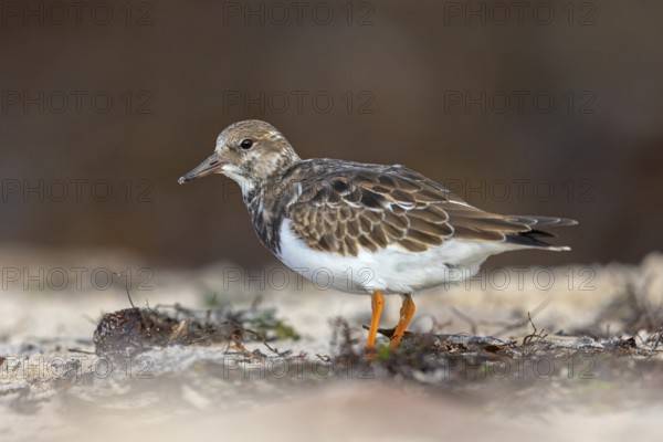 Turnstone, (Arenaria interpres), Animals, Birds, Snipe family, Heligoland, Schleswig-Holstein,