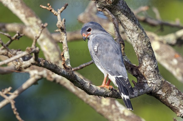 Cuckoo Hawk, Barred Hawk, (Kaupifalco monogrammicus), Throated Barred Hawk, perching site,