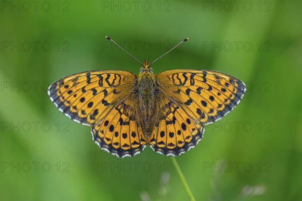 Meadowsweet Pearl-bordered Fritillary, Meadowsweet Pearl-bordered Fritillary, Violet Silver