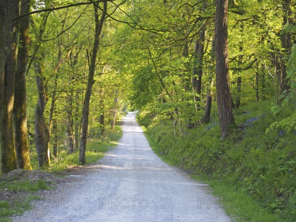A perspective view a narrow country lane running though bright sunlit spring woodland with a