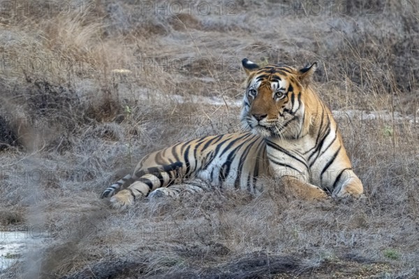 Tiger (Panthera tigris), Bengal tiger or Indian tiger, big cat (Pantherinae), carnivore
