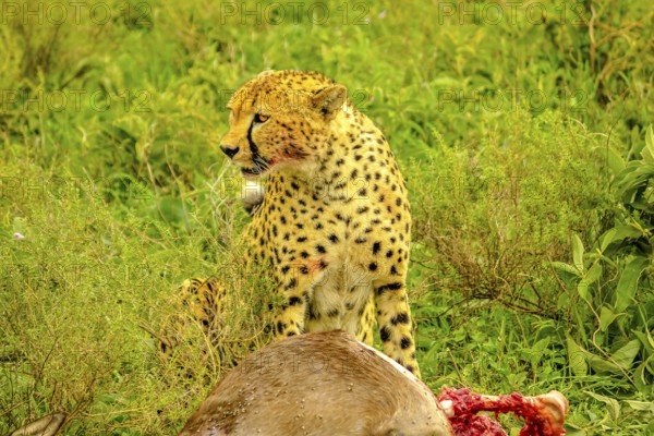 Cheetah male standing with bloody face after eating at young Gnu or Wildebeest in green grass