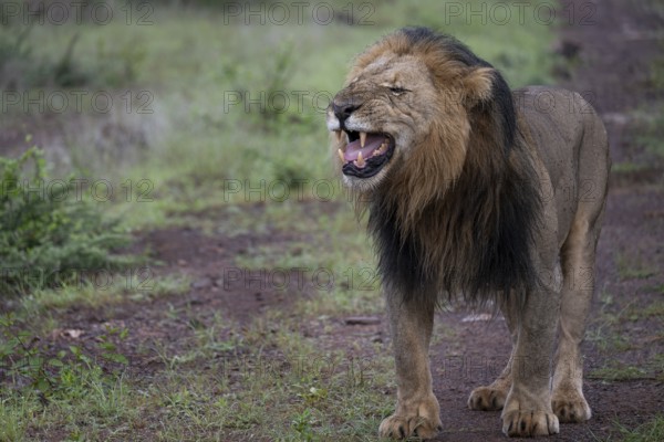 Lion (Panthera leo), male, Qwabi Private Game Reserve, Biosphere Reserve, Limpopo, South Africa,