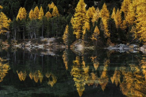 Autumn at Lake Palpuogna in the Swiss Alps with yellow larch trees and reflections in the calm
