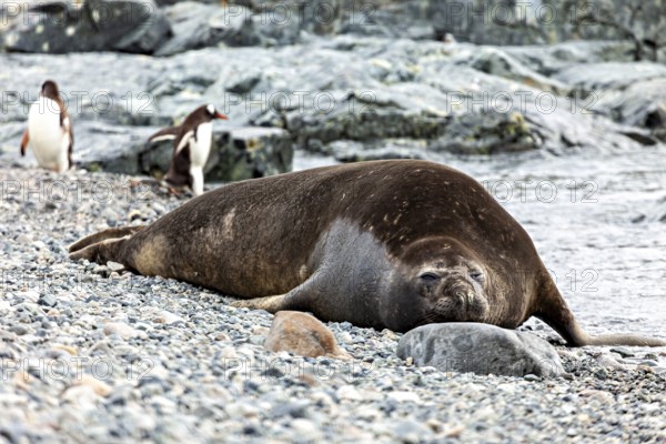 A seal lies relaxed on a pebble beach while penguins can be seen in the background, seal on the