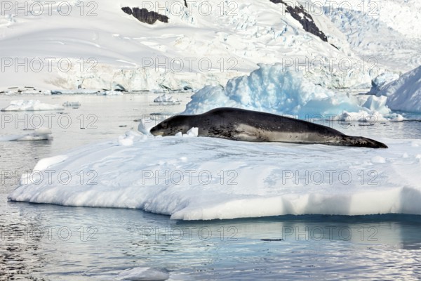 Seal resting on a snow-covered island in the icy landscape, leopard seal (Hydrurga leptonyx) on an