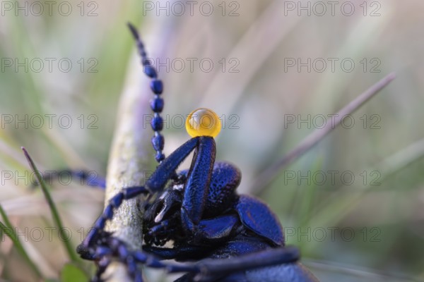 Black oil beetle (Meloe proscarabaeus), poisonous defence secretion on the knee joint, Lower