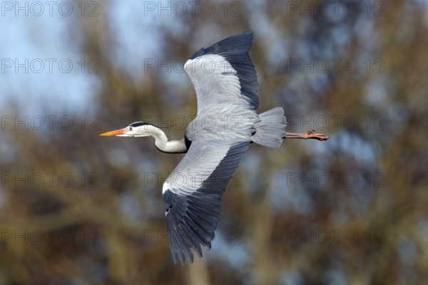 Grey heron, heron, (Ardea cinerea), animals, birds, heron, aerial photograph, Luisenpark, Mannheim,