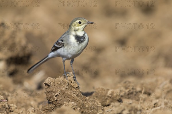 White wagtail, (Motacilla alba), BTiere, birds, family of wagtails and pipits, Steglarp, Vellinge,