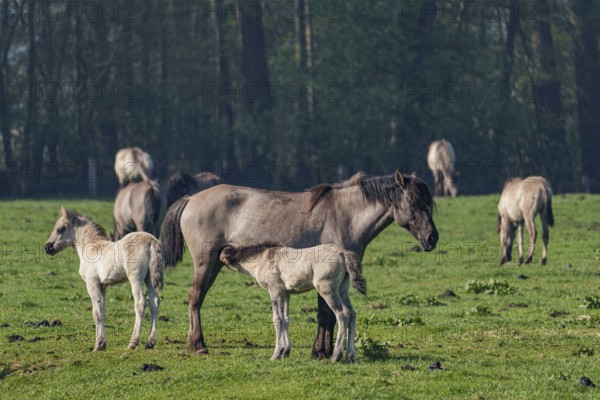 Two foals with an adult horse on a green meadow near a forest, dülmen, westphalia, münsterland,