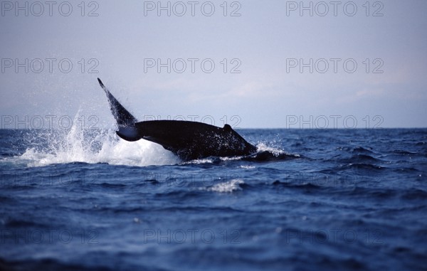 Humpback whale fluke, Megaptera novaeangliae, Silverbanks, Caribbean Sea, Dominican Republic,