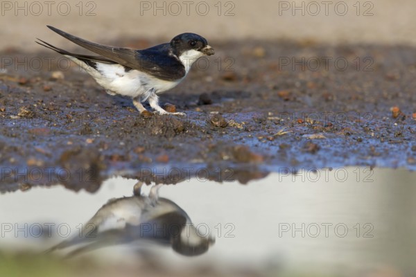 House martin, (Delichon urbica), animals, birds, swallows, seeks nesting material, mud, clay,