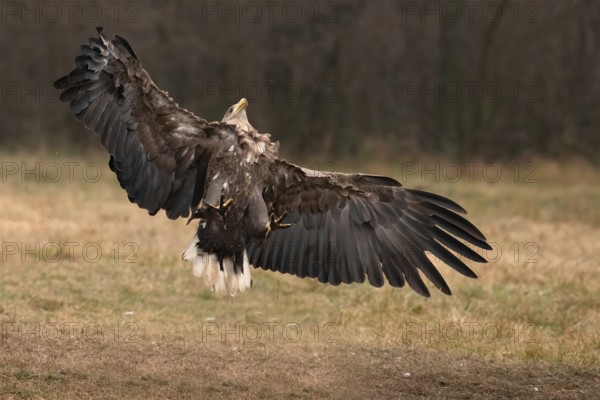 Haliaeetus albicilla, white taled eagle, Poland, Europe