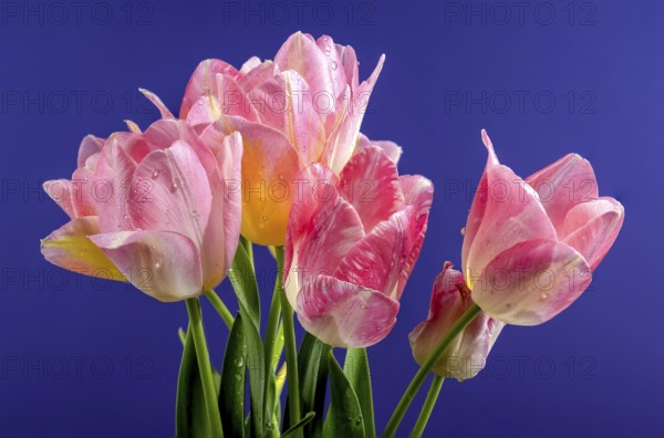 Beautiful blooming pink tulips flowers on a blue background. Flower head close-up, Odessa, Ukraine,