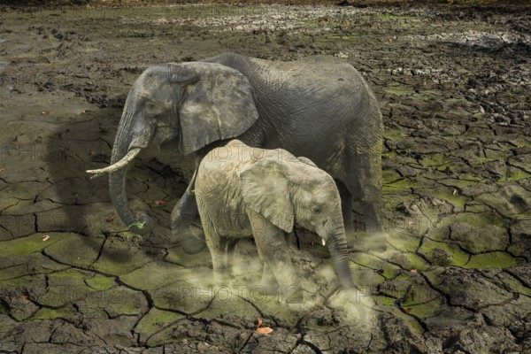 The last surviving elephants on cracked earth background. concept of endangered, love, survival,