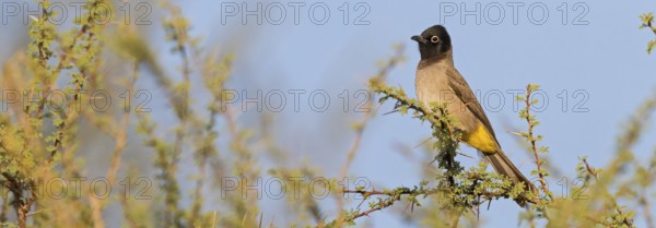 Yellow-breasted Bulbul, Songbird, True Bulbul, (Pycnonotus xanthopygos), Vallombrosa Bulbul,