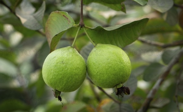 Two ripe guavas hang side-by-side, their vibrant green skin promising a sweet and tangy taste,