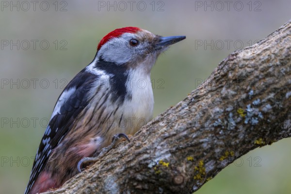 Middle spotted woodpecker (Leiopicus medius) resting on a sloping tree branch, oak forest,