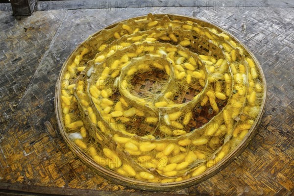 Plate with the cocoons of silkworm in a silkworm farm waiting for butterflies to born and begin