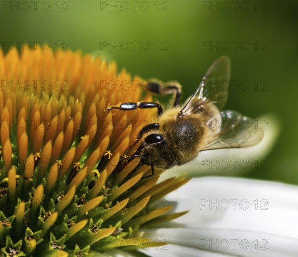 Macro of a honeybee collecting nectar on a flower blossom (echinacea)