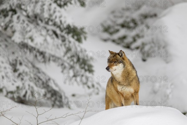 Gray wolf (Canis lupus) in winter in the outdoor animal enclosure in the Bavarian Forest National
