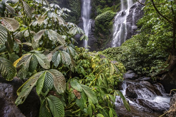 The Sekumpul waterfall, a large waterfall in the middle of the jungle that plunges into a deep