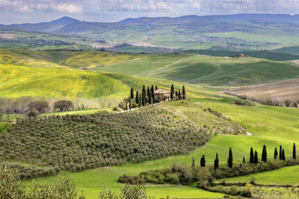 House with cypresses in spring in Val d Orcia, Tuscany, Italy, Europe