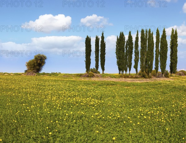 Fields of flowers in the bright southern sun. Desert acacias and cypresses. Lovely warm day. Walk