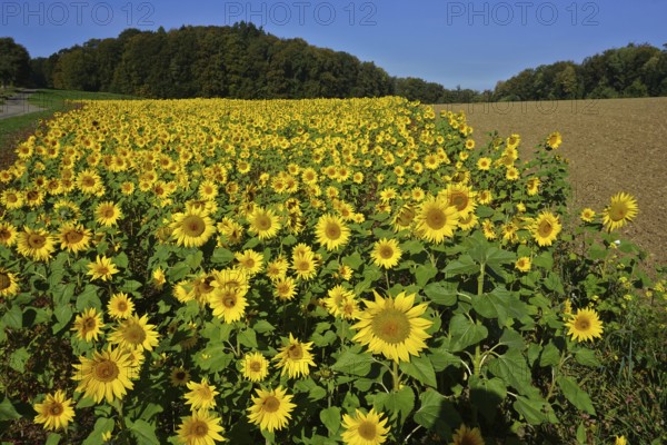 Sunflowers in the Swabian Alb, Baden-Württemberg, Germany, Sunflowers in the Swabian Alb,