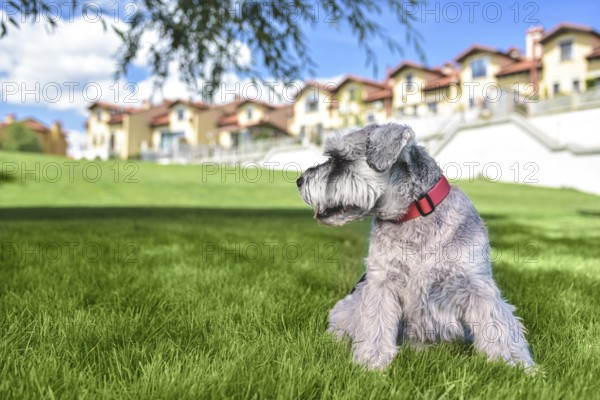 Portrait of a beautiful dog schnauzer sitting on the grass and looking into the distance in the