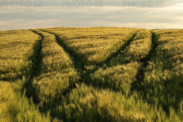 Waving grain field in golden light with two crossing vehicle tracks splitting towards the horizon,