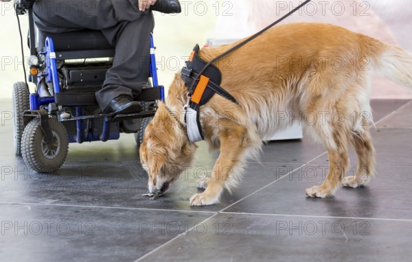 An assistance dog is trained to aid or assist an individual with a disability. Many are trained by