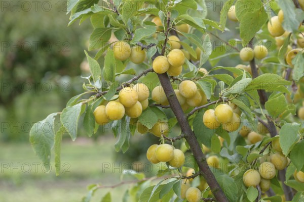 Oat plum (Prunus domestica 'Haferpflaume'), Bundessortenamt, Marquardt testing centre, Marquardt,