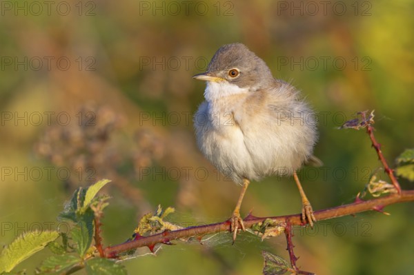 Whitethroat, common whitethroat (Sylvia communis), Fauvette grisette, Curruca Zarcera, songbird,