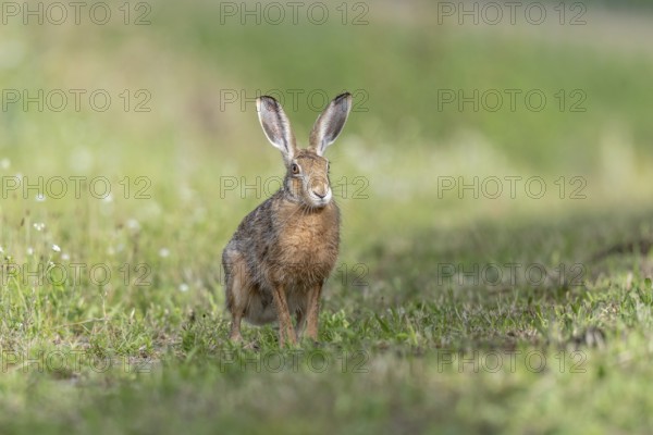 European hare (Lepus europaeus) Brown hare sitting on the ground observing the surroundings in a