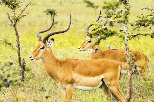 Two male impalas in Nairobi park Kenya Kenya Africa