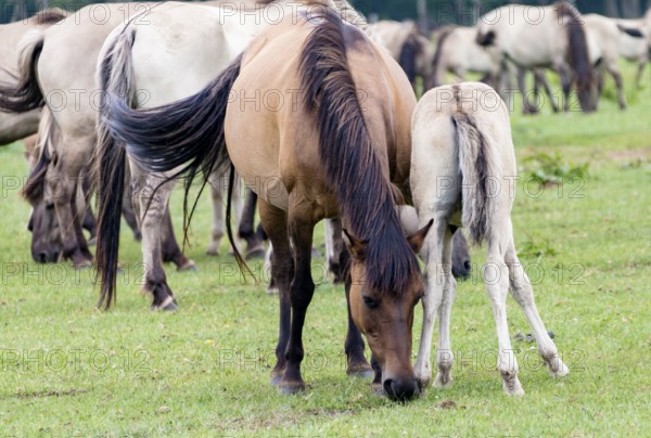 The Dülmen horses live wild near Dülmen, in the Merfelder Bruch nature reserve in North
