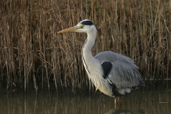 Grey grey heron (Ardea cinerea), Foraging, Boat Trip, Tiszaalpár, Kiskunsági National Park,