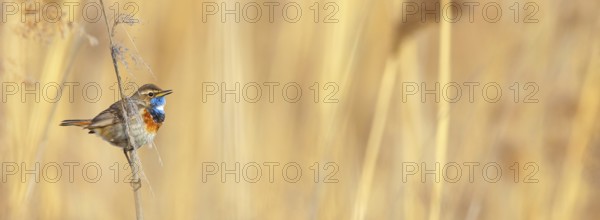 White-throated bluethroat (Luscinia svecica), Luscinia svecicus, Hockenheim, Baden-Württemberg,