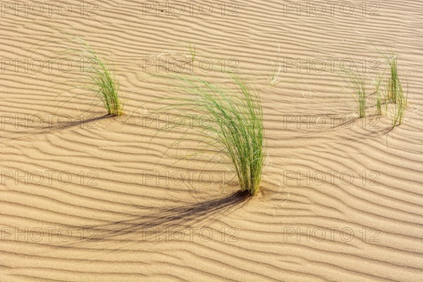 Drinn grass (Stipagrostis pungens) in the sand dunes of the Erg Chebbi desert in southern Morocco.