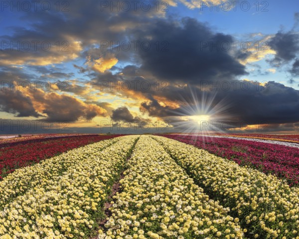 Spring cloud illuminated by the sunset. Buttercups blooming garden. Farmers field with flowers