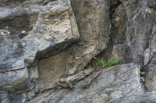 Small plant, dandelion (Taraxacum), in steep limestone rock face, Allgäu, Swabia, Bavaria, Germany,